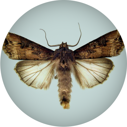 Black Cutworm Moth