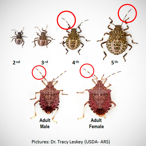 Brown Marmorated Stink Bug life stages from nymph to adult with circles pointing out their banded antennae, photo credit: Dr. Tracy Leskey, USDA-ARS