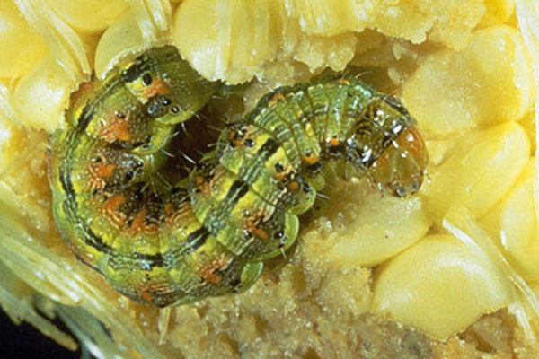 Corn Earworm Pest Monitoring // Integrated Pest Managment ...