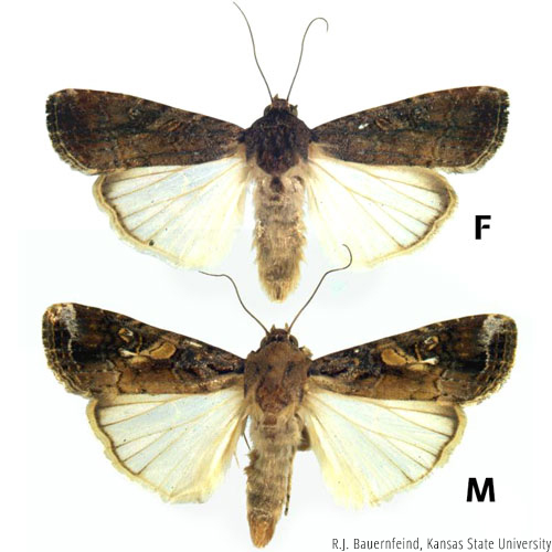 Fall Armyworm wings spread, female and male
