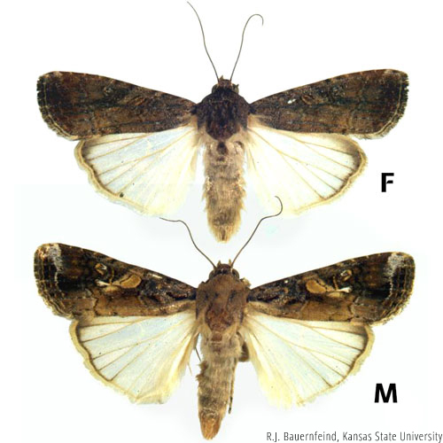 armyworm identification