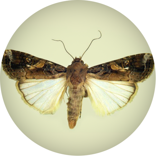 Fall Armyworm Moth