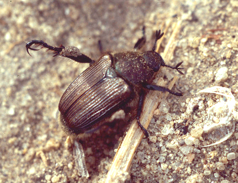 False Japanese Beetle