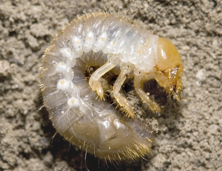 japanese beetle larvae control