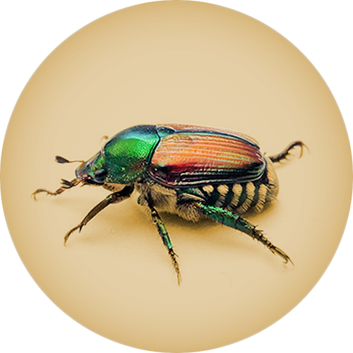 Japanese Beetle