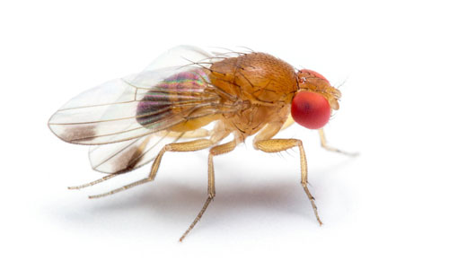 Spotted Wing Drosophila adult male