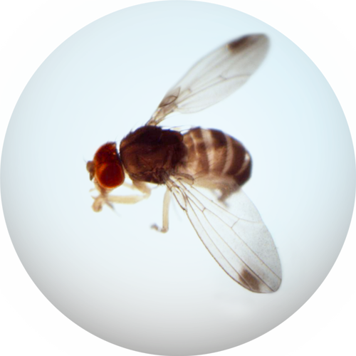 Spotted Wing Drosophila