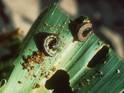 vegetation with True Armyworm feeding damage