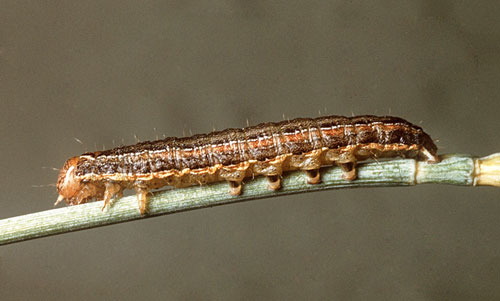 True Armyworm larvae