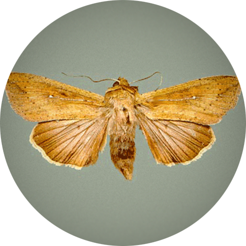 True Armyworm Moth