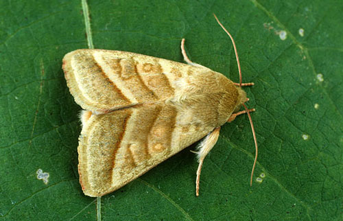 Tobacco Budworm wings closed