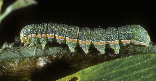 Beet Armyworm larvae