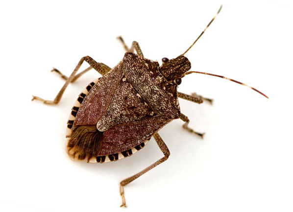 Brown Marmorated Stink Bug