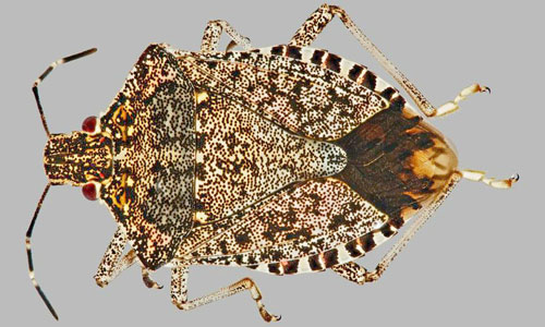 Brown Marmorated Stink Bug under microscope