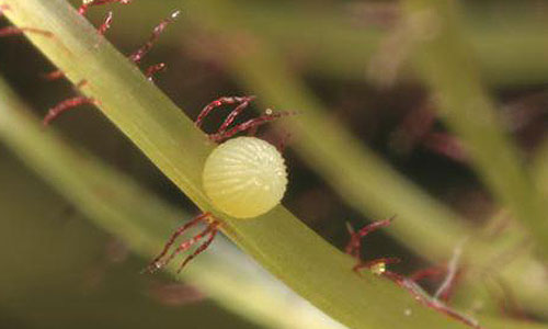 Corn Earworm egg