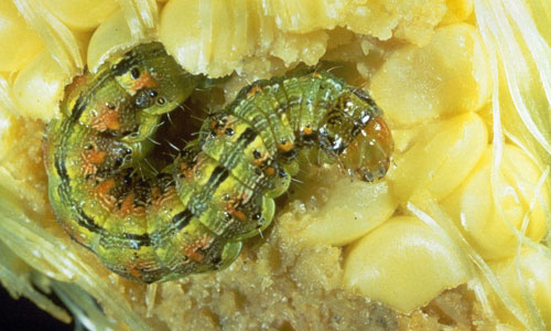 Corn Earworm larvae