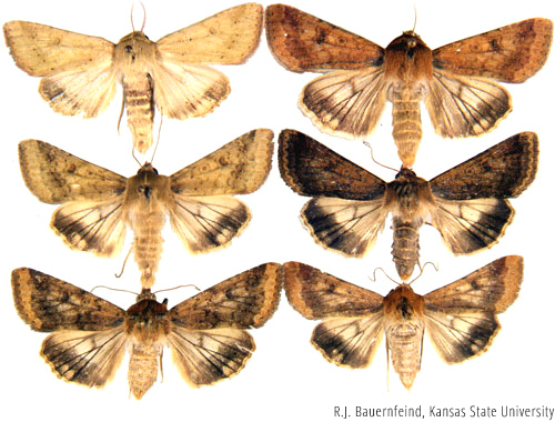 multiple examples of Corn Earworm moths with wings spread