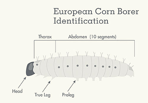 diagram showing European Corn Borer, placement of head, true leg, proleg, thorax, and ten segments of abdomen