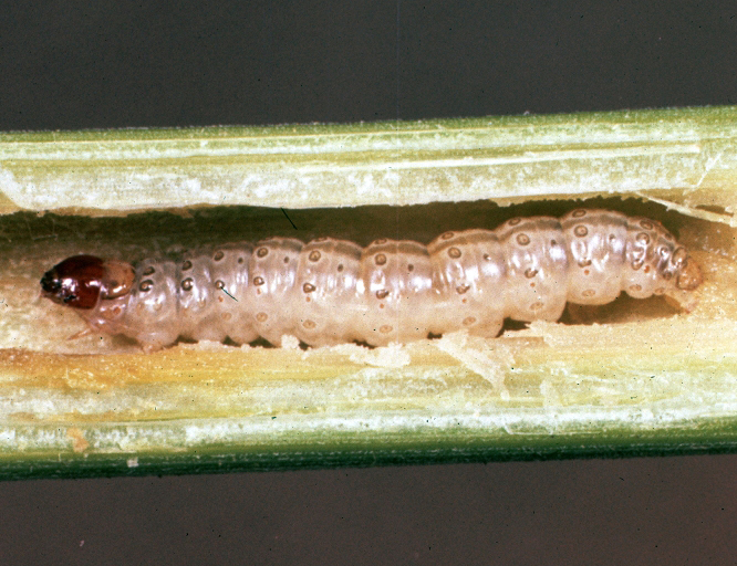 European Corn Borer larvae
