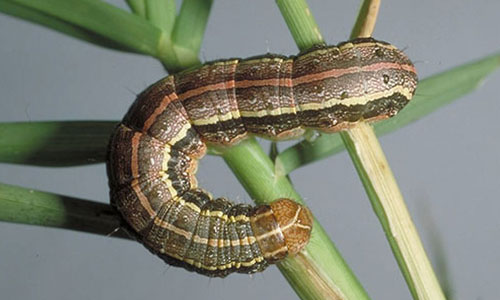 Fall Armyworm larvae