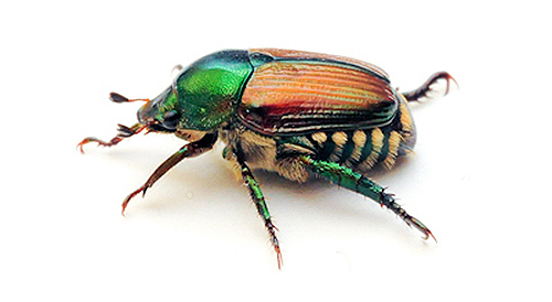 adult Japanese Beetle