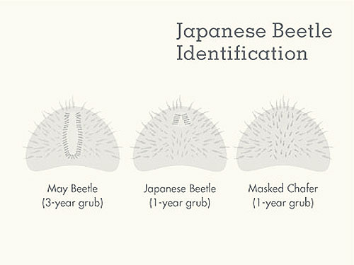 diagram showing variation of bristle pattern on raster between May Beetle, Japanese Beetle, and Masked Chafer