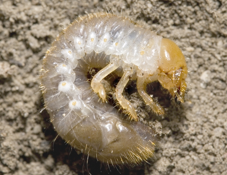 Japanese Beetle larva