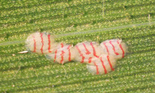 Southwestern Corn Borer eggs