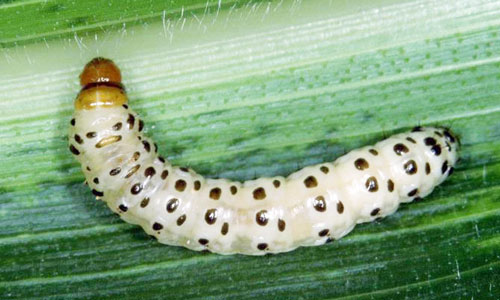 Southwestern Corn Borer larvae