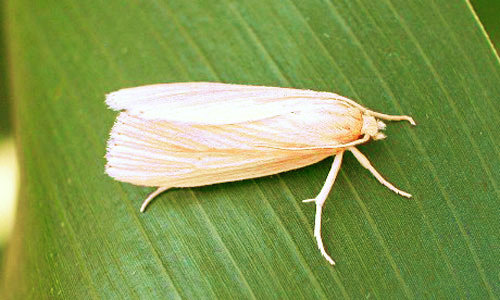 Southwestern Corn Borer wings closed