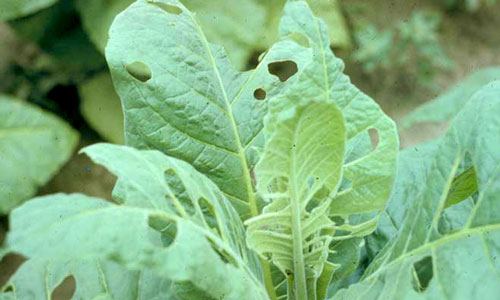 holes in leaves from tobacco budworm damage