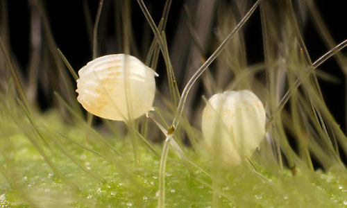 Tobacco Budworm eggs