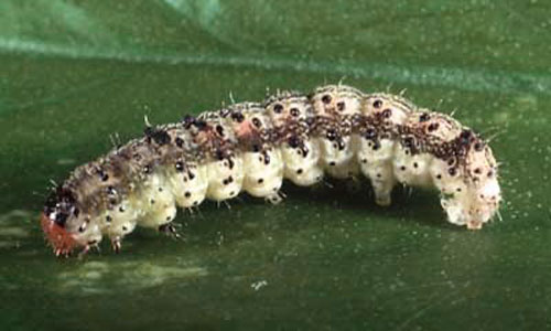 Tobacco Budworm larvae mature