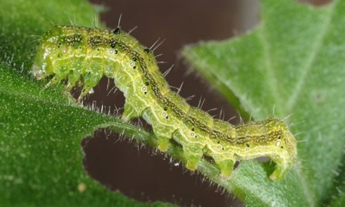 Tobacco Budworm larvae